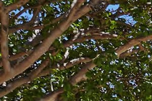 Aspen Court Apartments 2305 Ashcroft Ln Arlington Tx Rentcafe