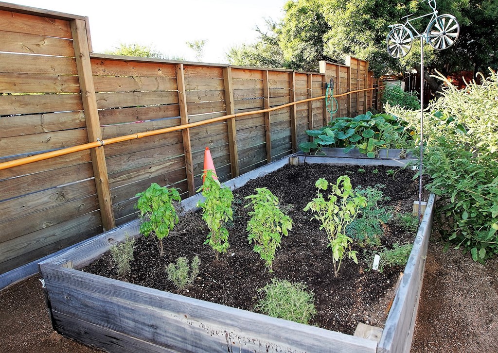 our local garden in our facilty
