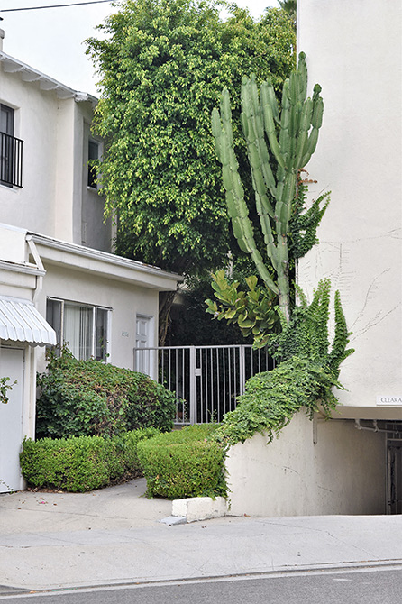 a large cactus on the side of a building