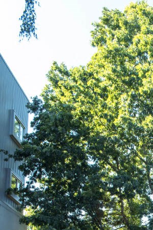 Alberta St Tree 1451 NE Alberta Street 1-2 Beds Apartment for Rent - Photo Gallery 5