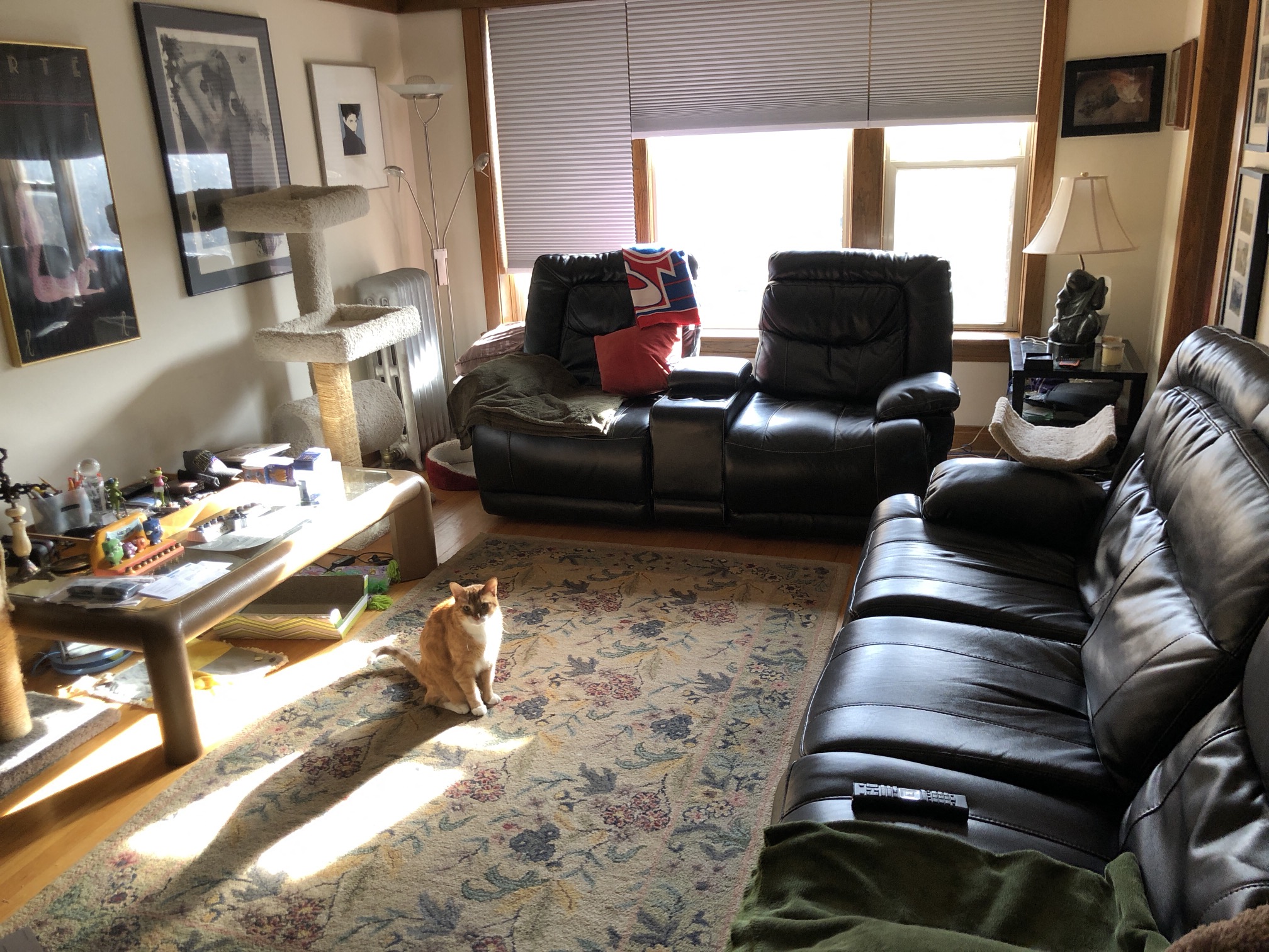 a cat sitting on a rug in a living room
