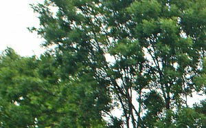 Forest Park Ii Apartments 1001 Sw 7th Avenue Forest Lake Mn Rentcafe