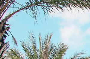 Niido Orlando Apartments 3100 Domain Circle Kissimmee Fl Rentcafe