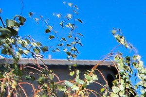Image of outdoor amenity landscaping.
