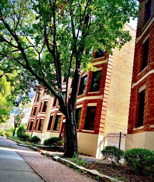 a tree in front of a brick building