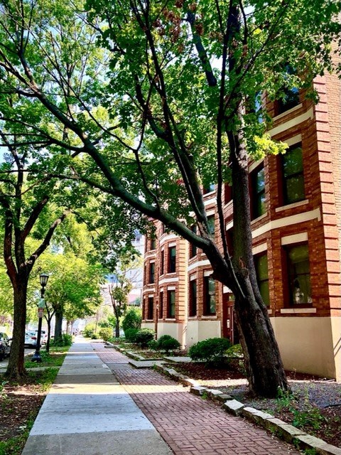 a tree lined sidewalk in front of a brick building