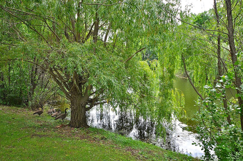 Lake at Crown Ridge, Minnetonka