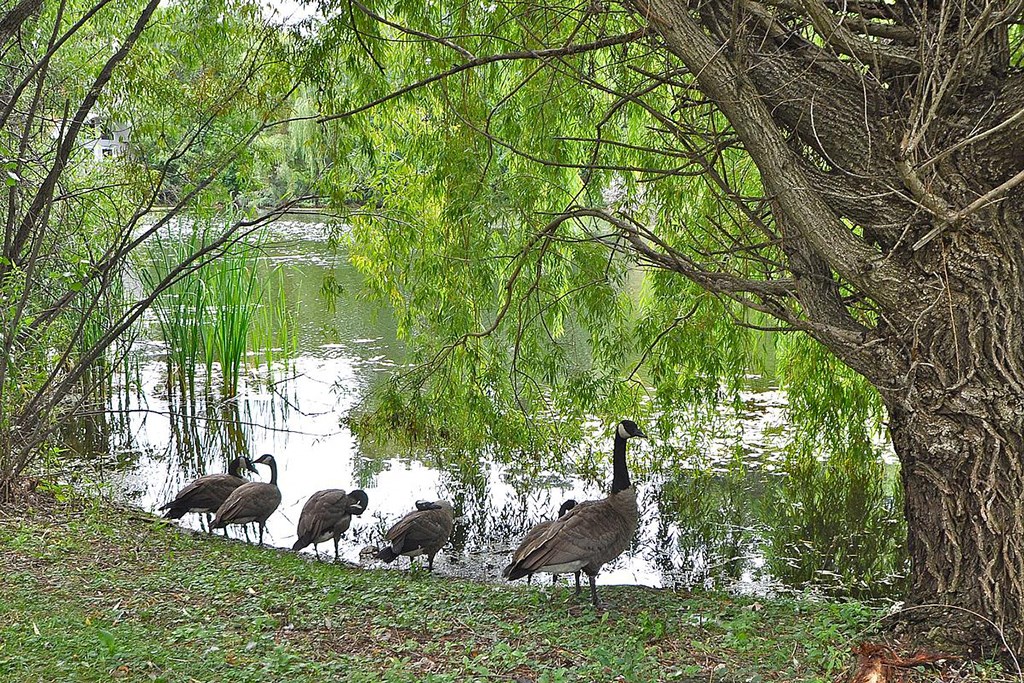 Pond View at Crown Ridge, Minnesota