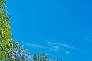 Pet Friendly Apartments For Rent In Huntington Beach Ca Rentcafe