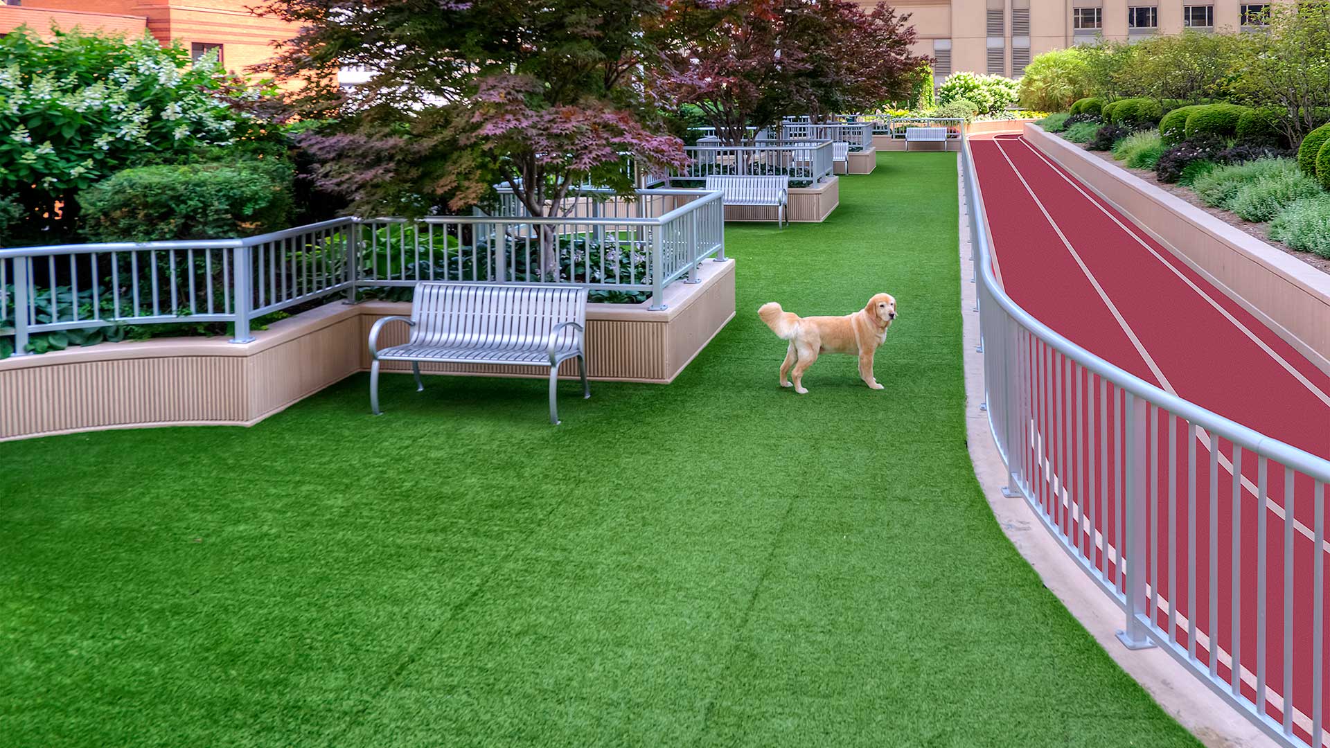 A dog stands in the middle of a green turf area that is fenced in. There are benches and foliage along the left side and an outdoor running track on the right.