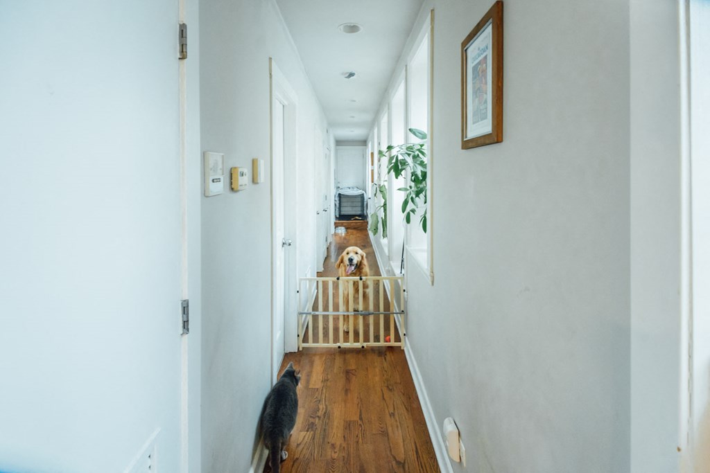 a cat walking down a hallway with a dog on the floor
