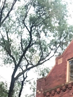 1431 W Cortez Apartments 1431 W Cortez Chicago Il Rentcafe