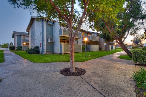 a tree in the middle of a sidewalk in front of a building