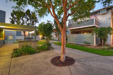a tree in the middle of a sidewalk in front of a building