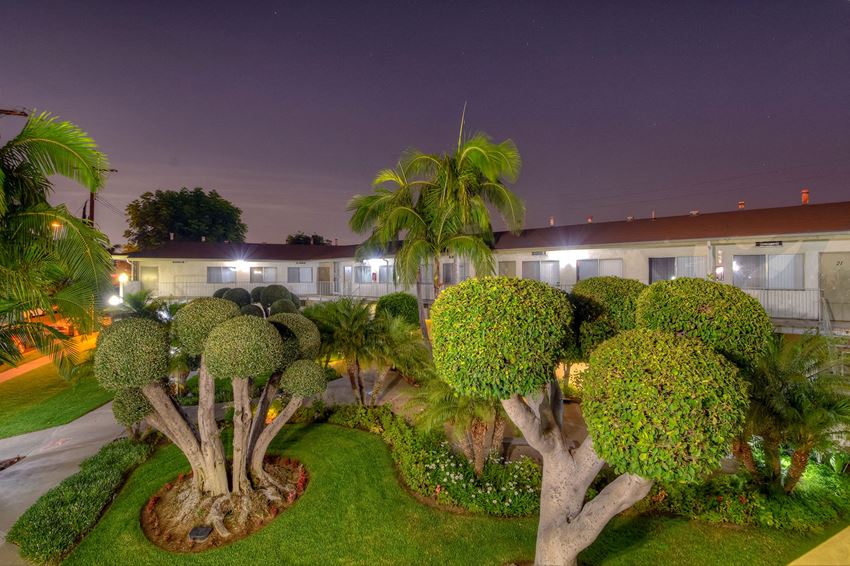 a garden with trees and palm trees at night