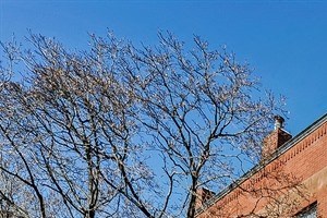 3100 02 N Racine Ave Rentals Chicago Il Rentcafe