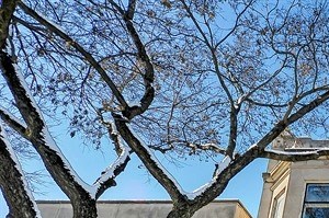 1832 N Orleans St Rentals Chicago Il Rentcafe