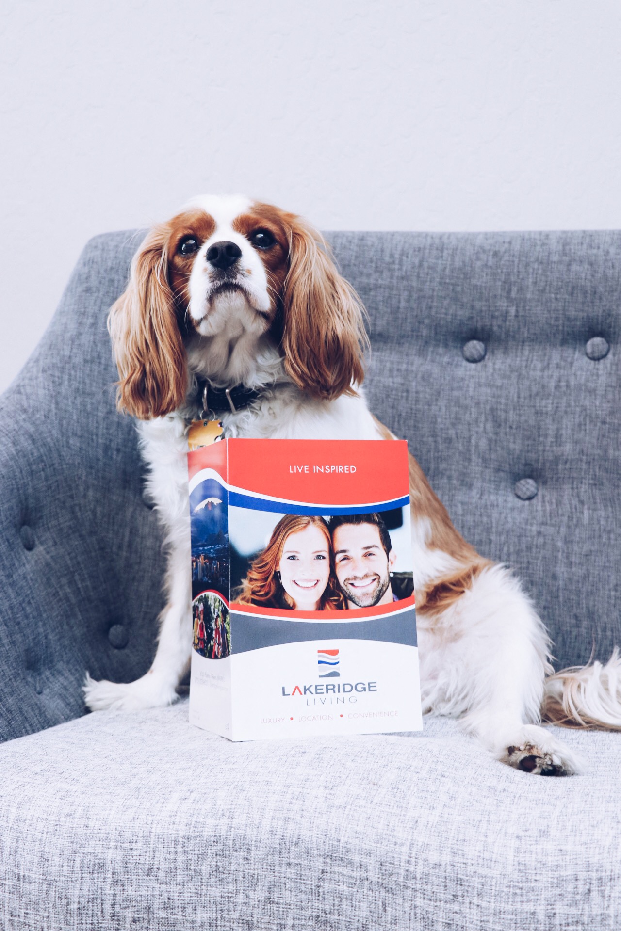 a dog is sitting on a couch holding a box of lanczos