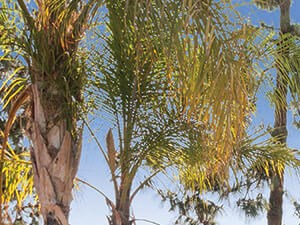Hensley Apartments In Corona Corona Rentals