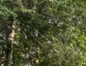 278 Castleair Dr Ne Rentals Kennesaw Ga Rentcafe