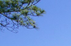 The Columns At Westchase Apartments In Houston Tx