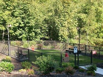 Dog Park