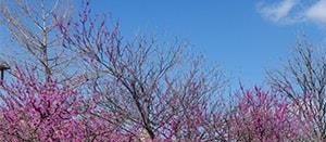 1515 Cannon Parkway 1-3 Beds Apartment for Rent - Photo Gallery 3