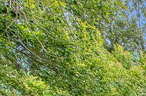 the preserve at ballantyne commons community park with grass and trees