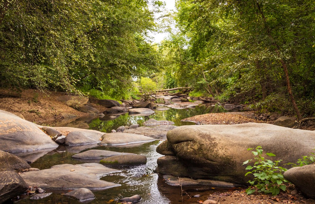 A stream flows through a forest with large rocks in the foreground.