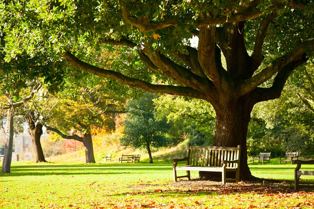 A large tree with a bench underneath it in a park.