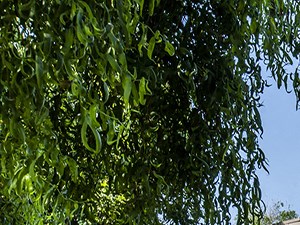 Photos of Our Apartments for Rent in Santa Cruz, CA