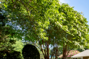 Berkshire Place Berkshire Place - Photo Gallery 3