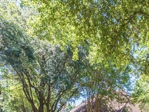 Fenced in dog park with lush landscape and shade trees located inside a courtyard