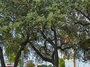 Fenced in dog park with large shade trees