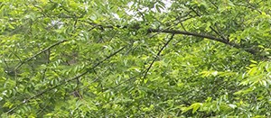 a path in a park with trees and bushes