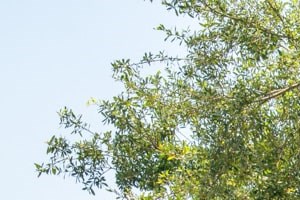 8100 Natures Way 1-3 Beds Apartment for Rent - Photo Gallery 3