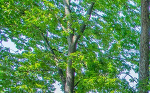 a red bench sitting in a park next to a tree