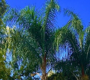 pacific shores apartments in huntington beach ca
