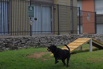 Fenced-In Off-Leash Pet Park