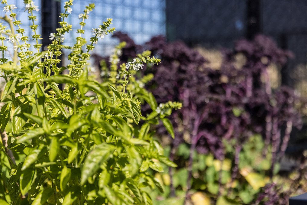 a garden filled with green plants and purple flowers