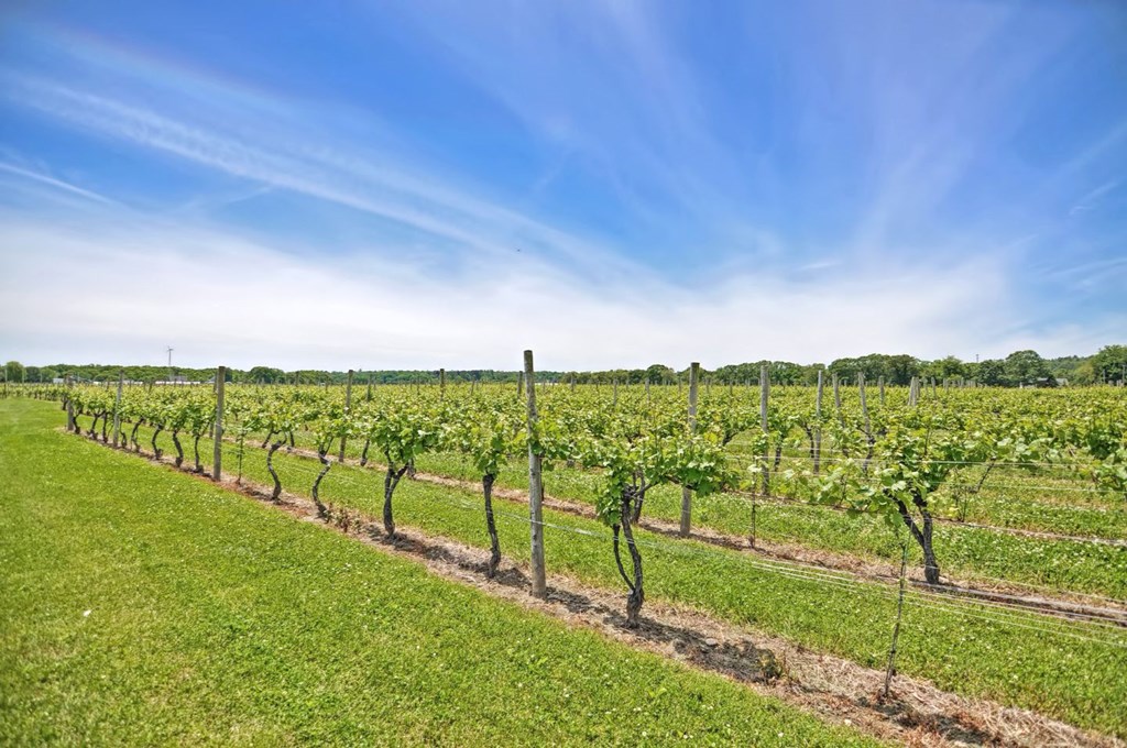 a vineyard on a sunny day with a blue sky