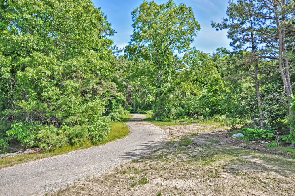 a dirt road in the middle of a forest