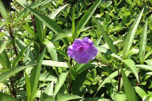 Village Square Apartments