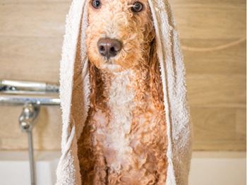 pet friendly at Inwood Apartments in Dallas, TX