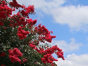 Apartments for Rent in Roanoke, TX | Lost Spurs Ranch | Photos