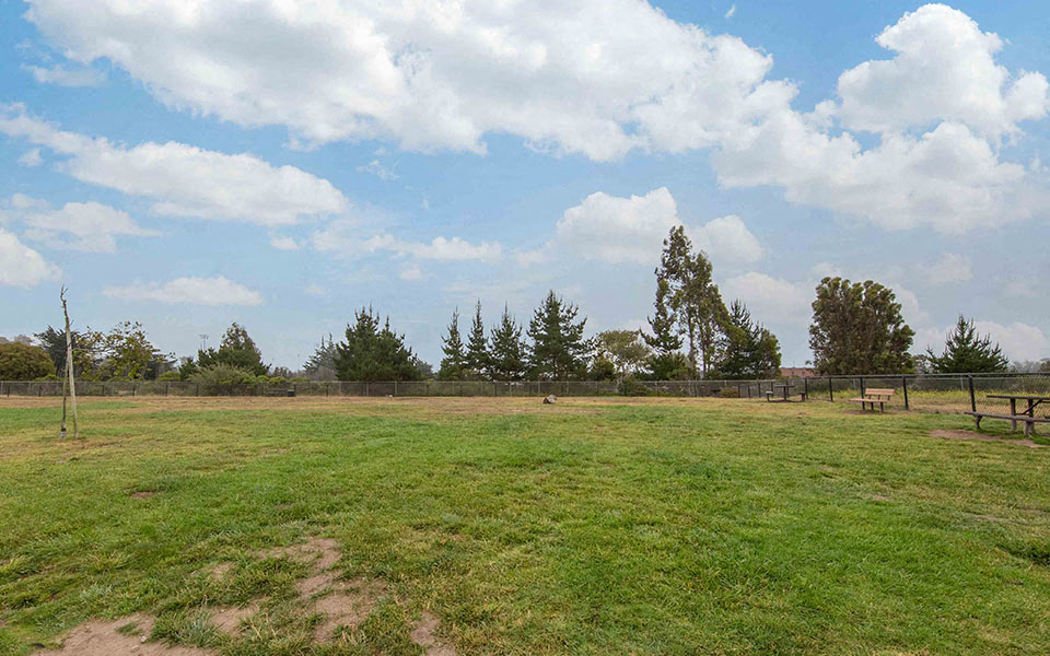 a field of grass with trees in the background