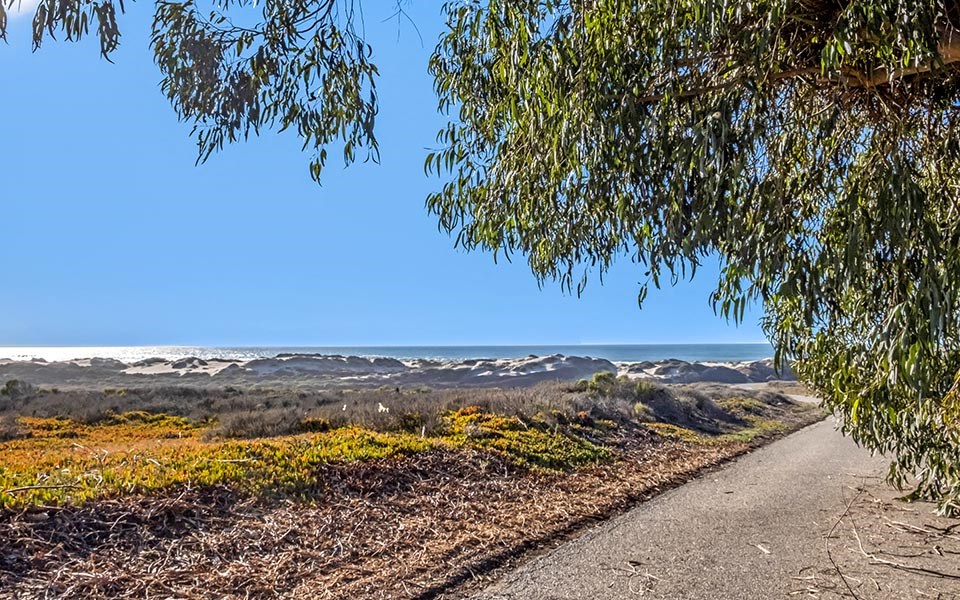 a tree hangs over a path to the beach