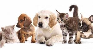 Aspen Creek Apartment Homes