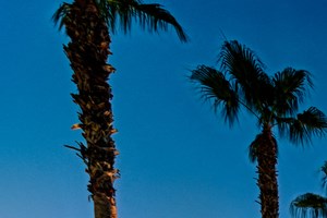 Vue Park West Pool palm trees surrounding pool at twilight - Photo Gallery 3