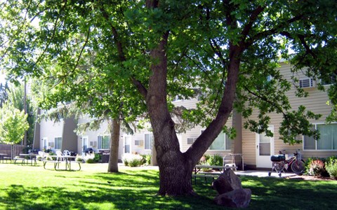 a large tree in front of a building
